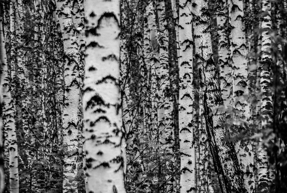 Photograph by Олег Смирнов