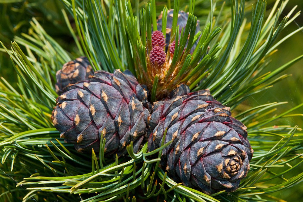 Photograph by Олег Тетерин