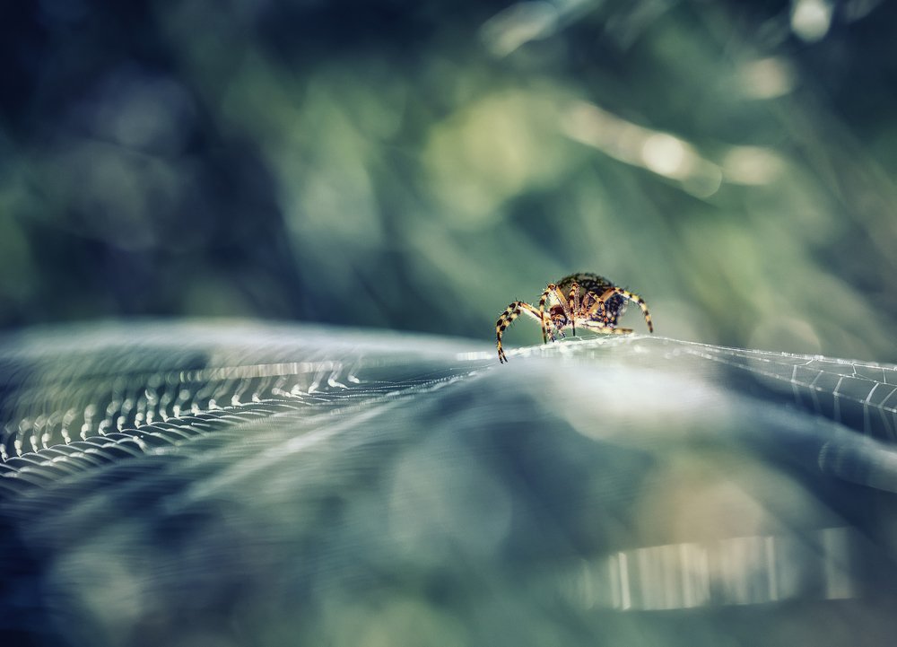 Photograph by Костадин Маджаров