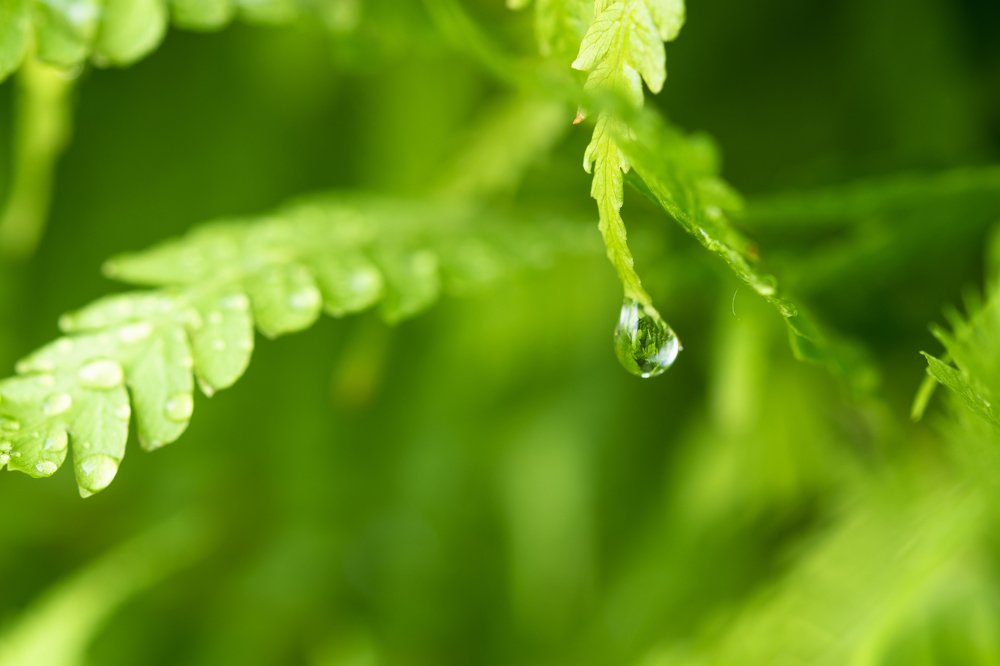 Капелька жизни