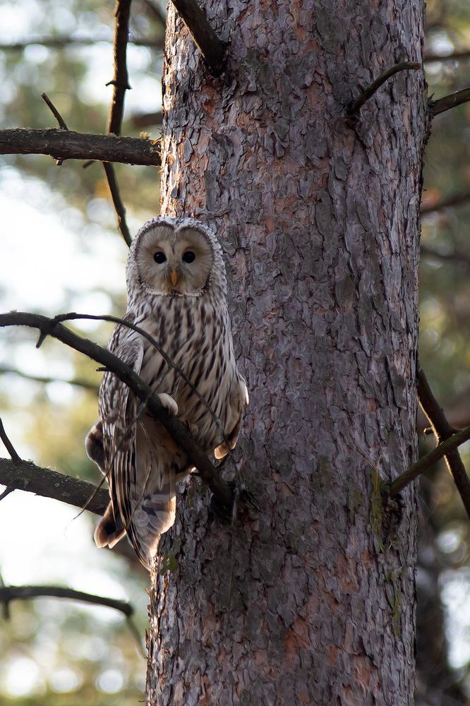 Photograph by Олег Тетерин