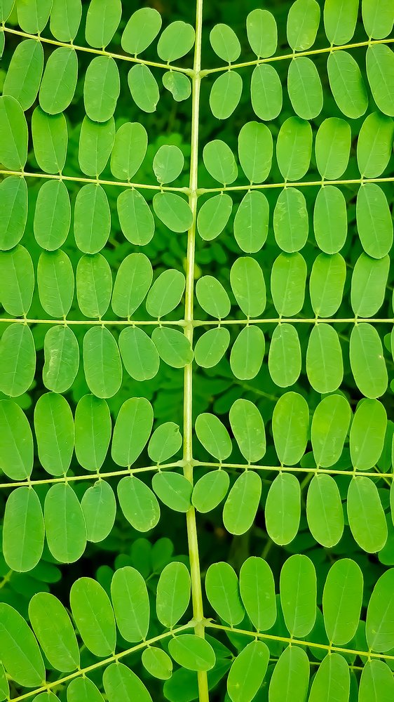 Nature Pattern