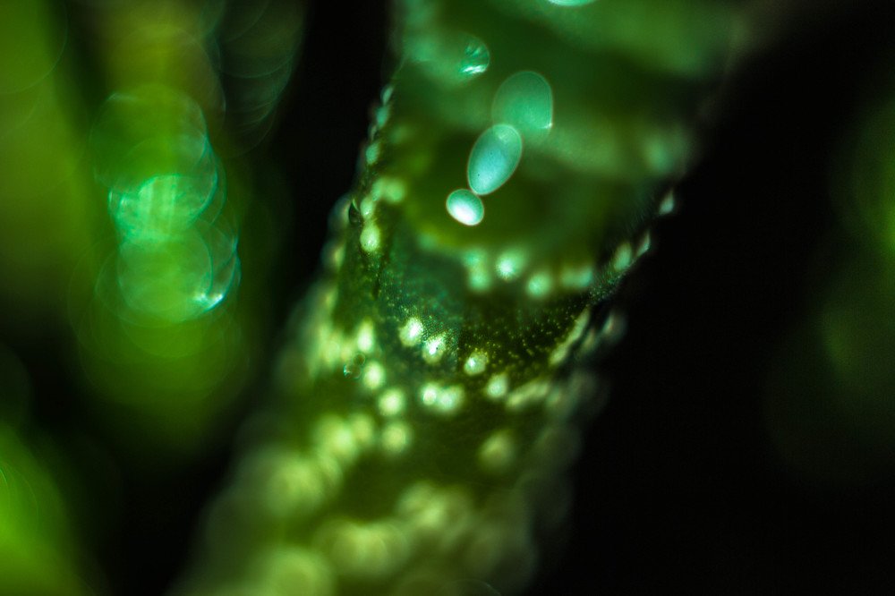 Photograph by Evgeniya Gribova