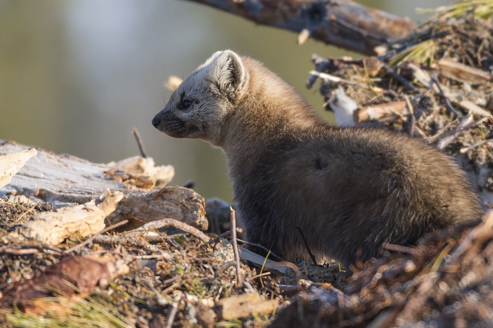 Соболь высматривает добычу