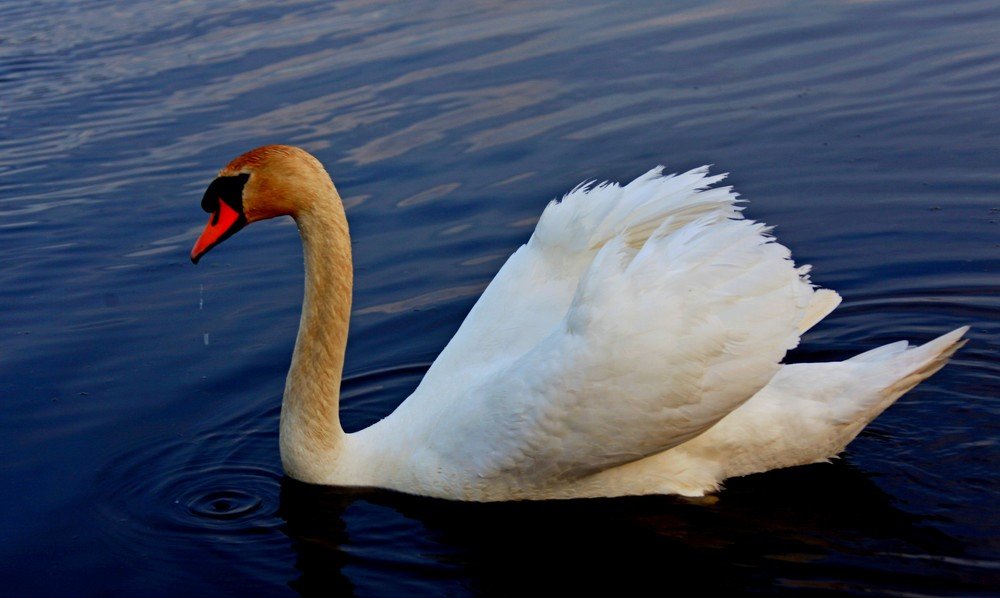 Белый лебедь