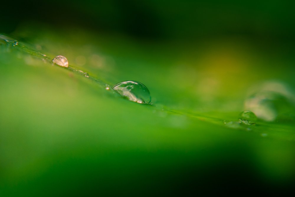 Photograph by Sanjeev Kochumon