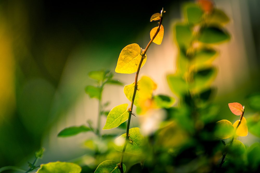 Photograph by Sanjeev Kochumon