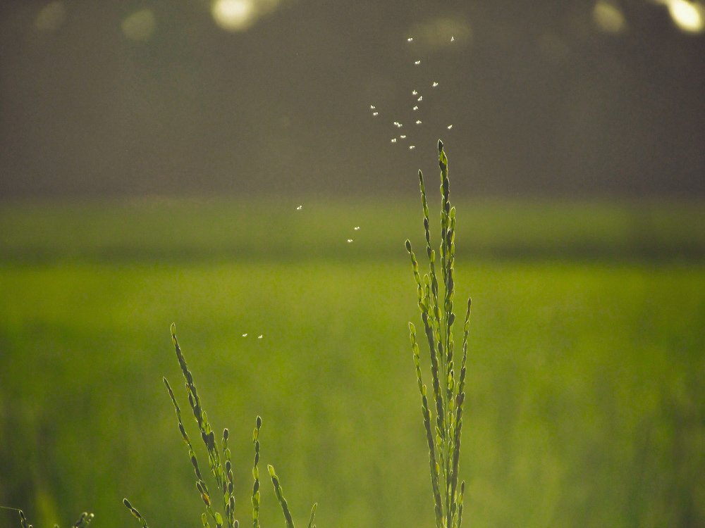 Flying on a green field