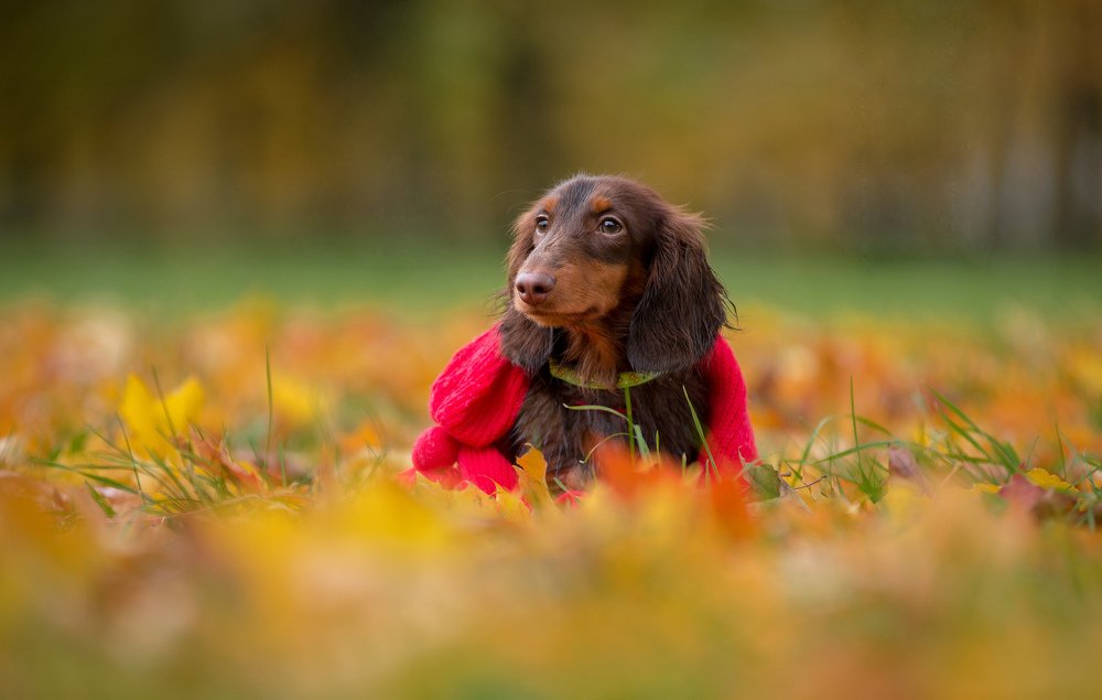 Photograph by Svetlana  Palaychuk