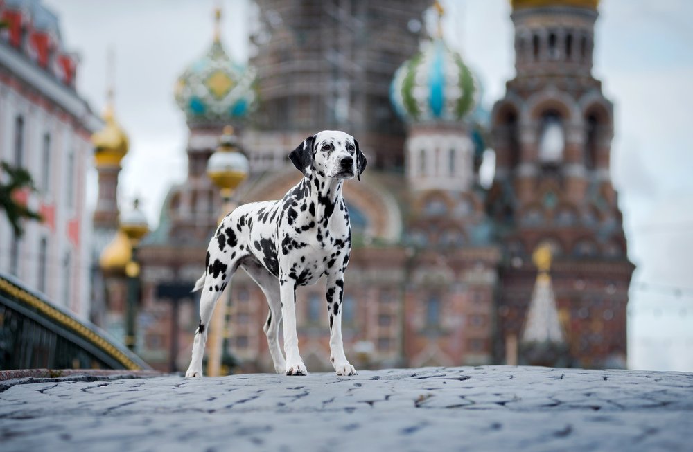 Пятнистый друг