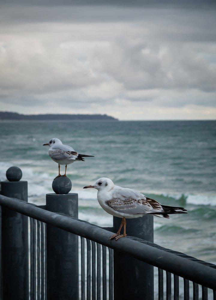 Photograph by Максим Мальцев