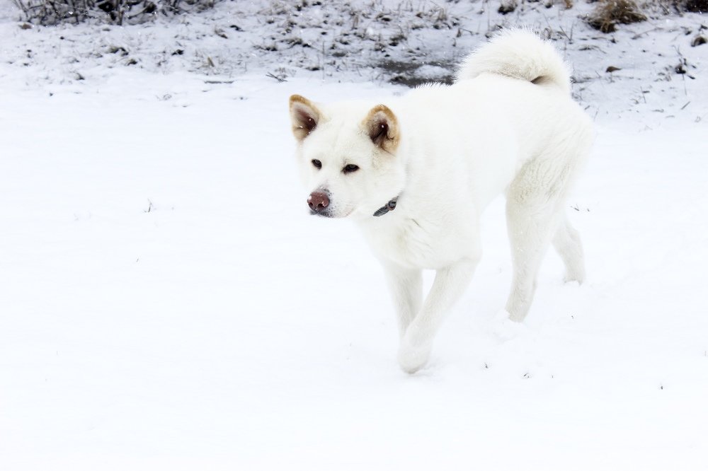 Фотография автора Светлана Дубина