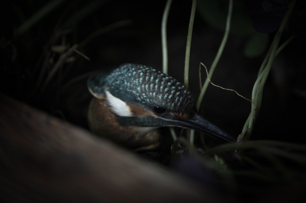 Photograph by Нигора Гайбуллаева