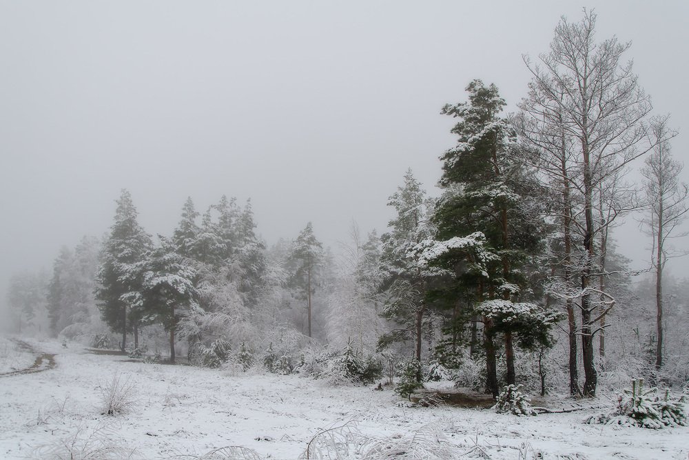 Белый рулит