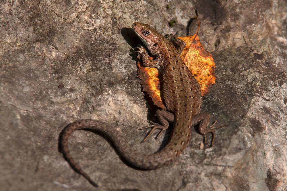 Photograph by Олег Тетерин