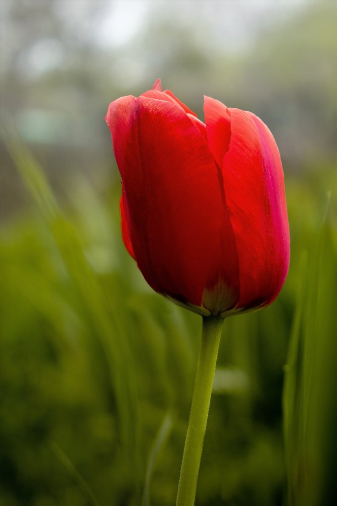 Photograph by Baltescu Alin