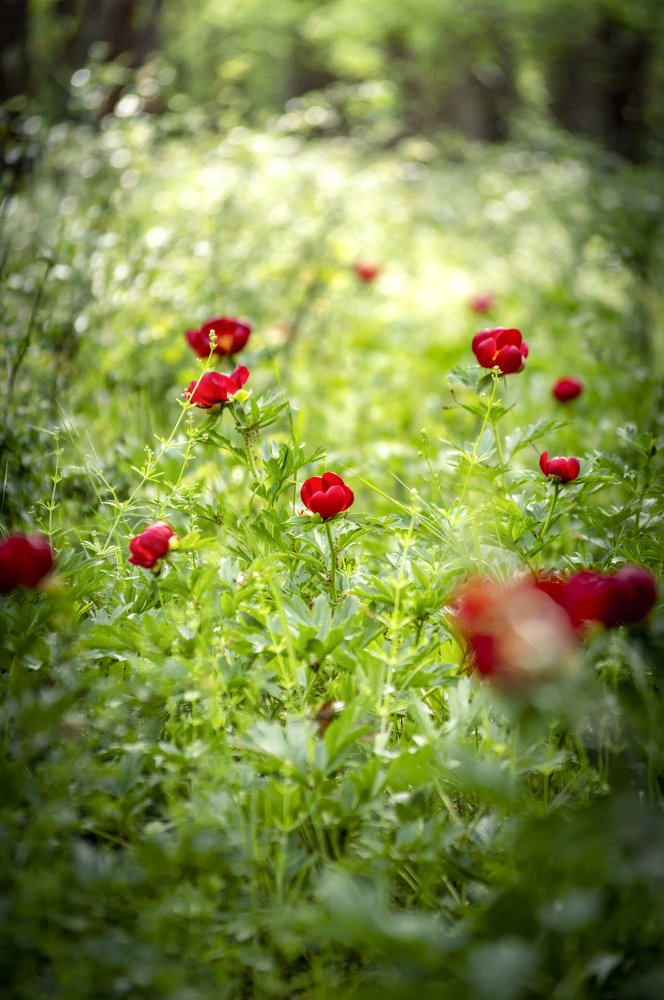 Photograph by Baltescu Alin