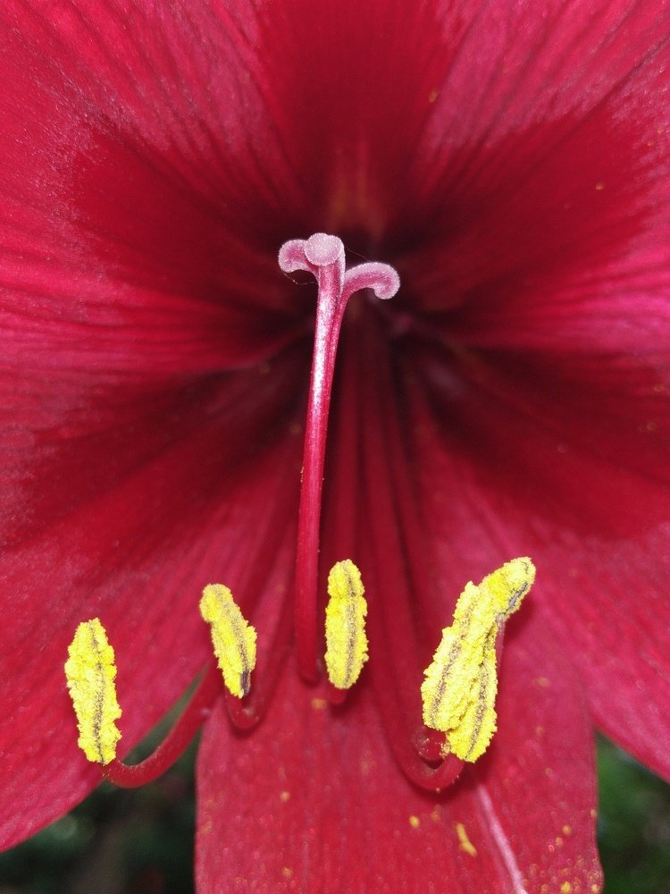 Quen Amaryllis