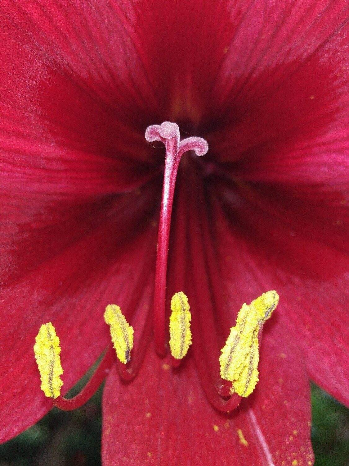 Quen Amaryllis