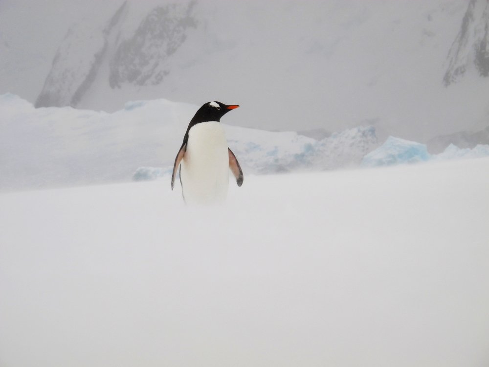 White on right, white on left