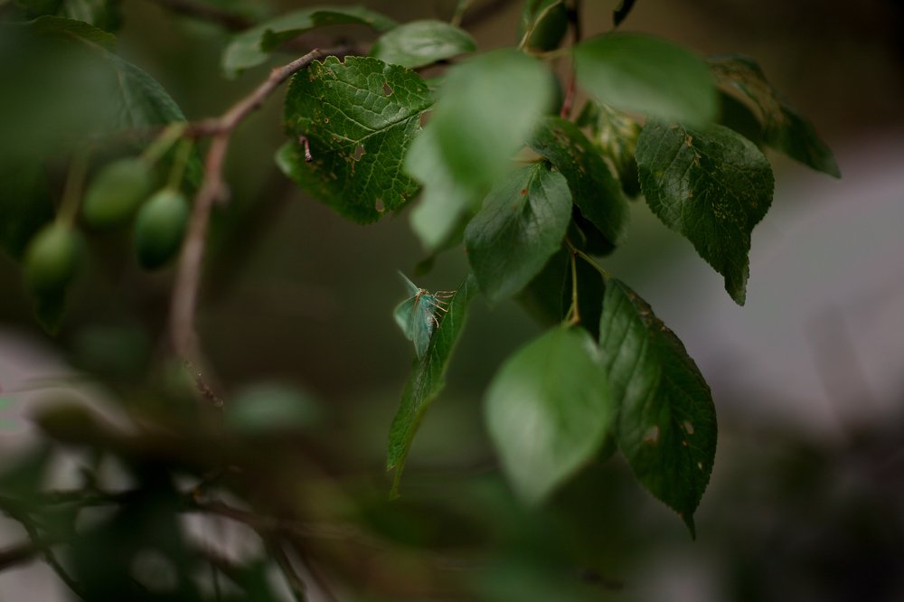 Photograph by Анна Яковлева