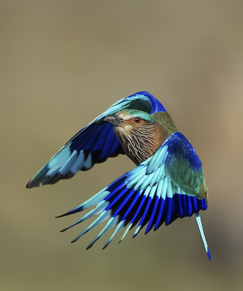 Indian Roller