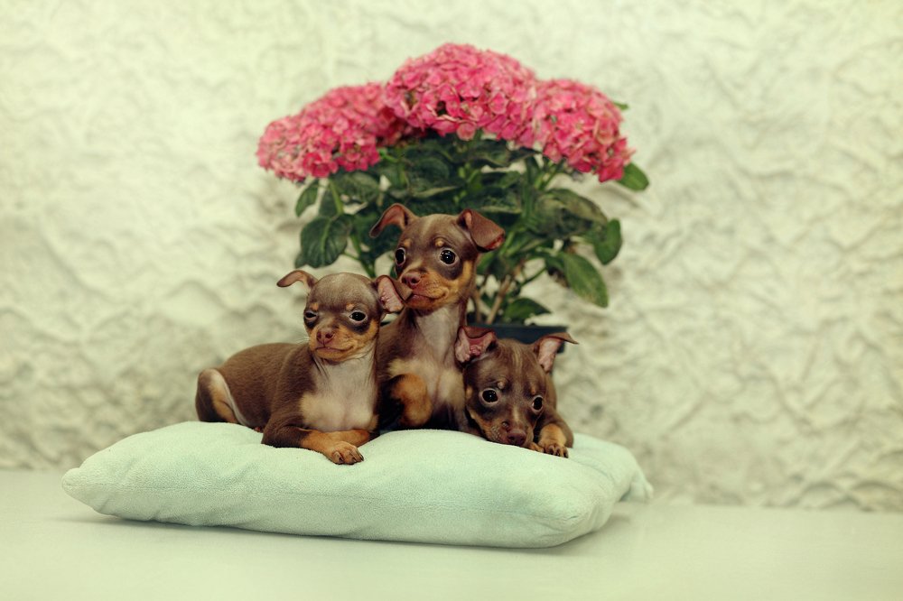 Фотография автора Наталья Ходюк