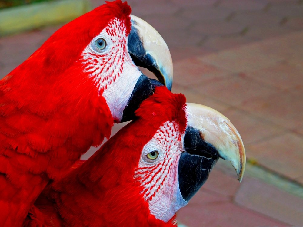 Scratch my head please