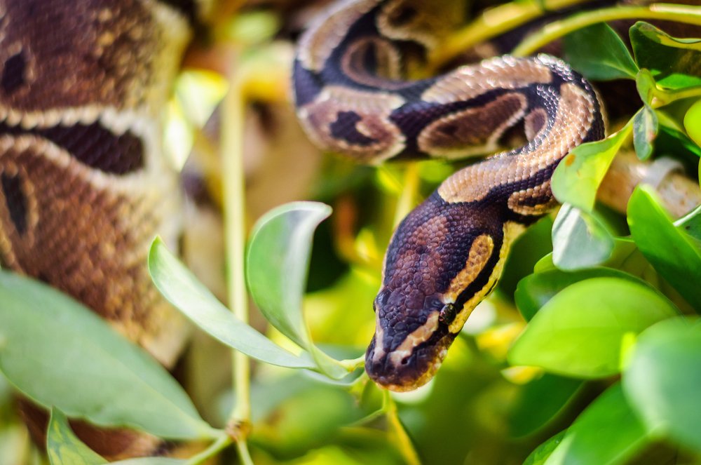 Photograph by Boris Vasilenko