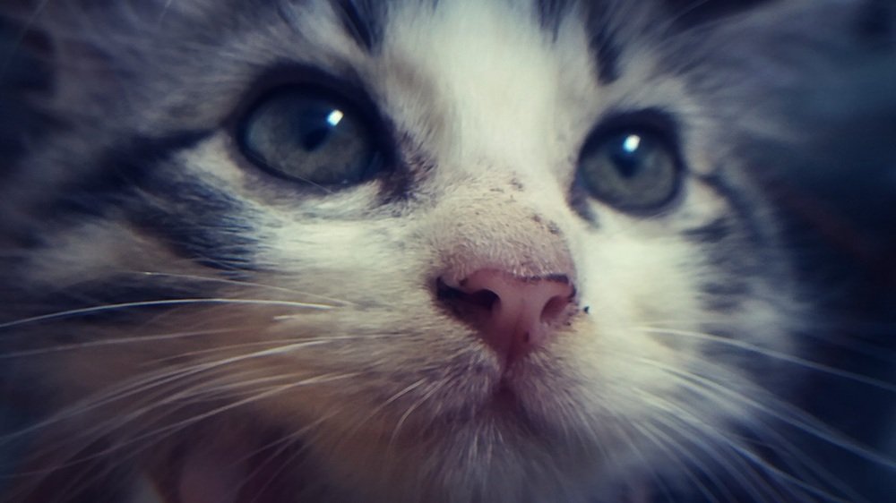 'Tigra' The Kitten