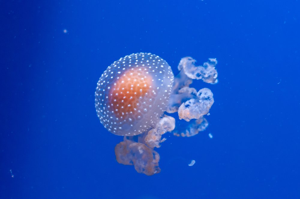 Photograph by Boris Vasilenko