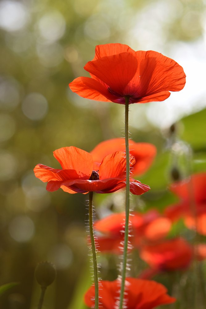 Photograph by Юлия Старкова