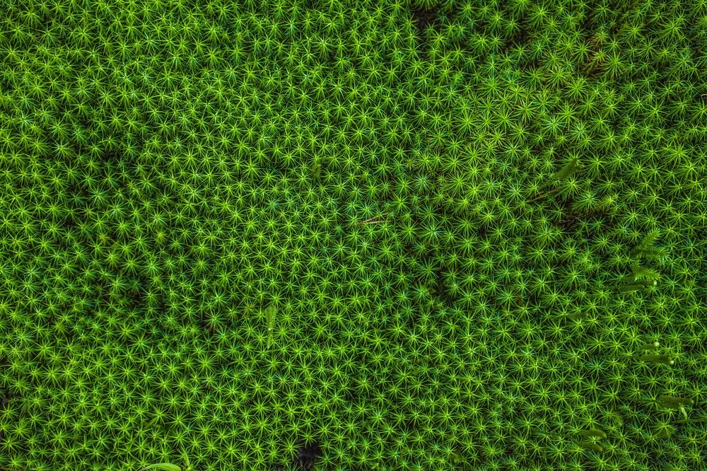 Кукушкин Лён