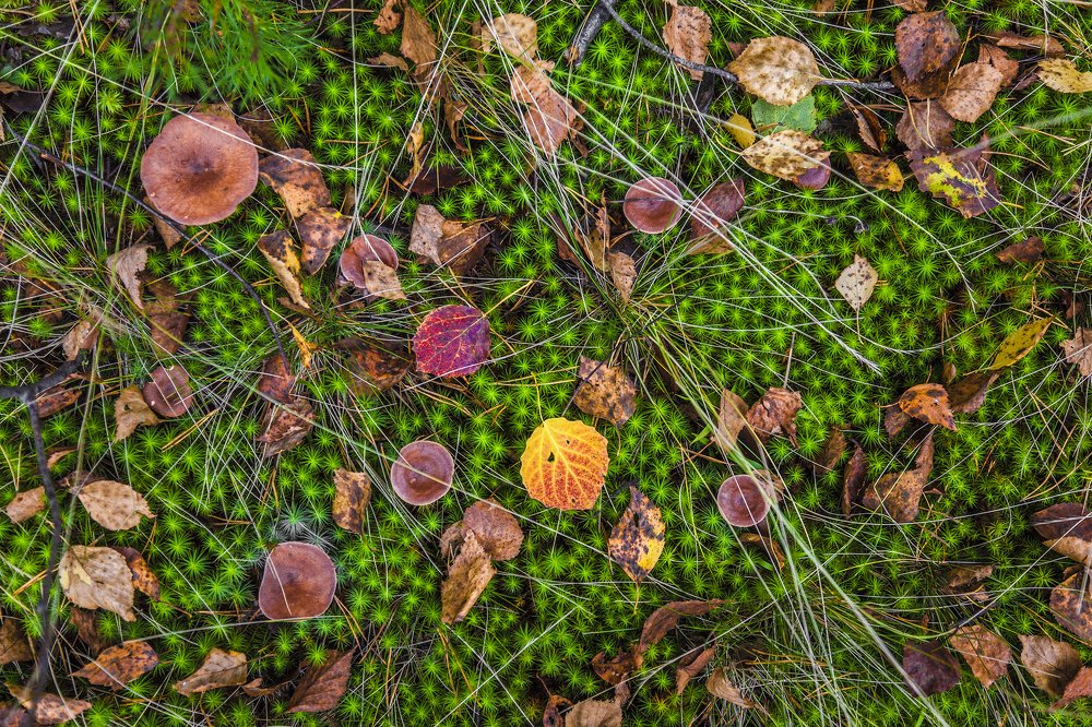 Photograph by Станислав Напалкин