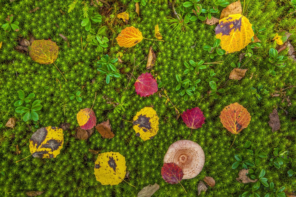 Photograph by Станислав Напалкин