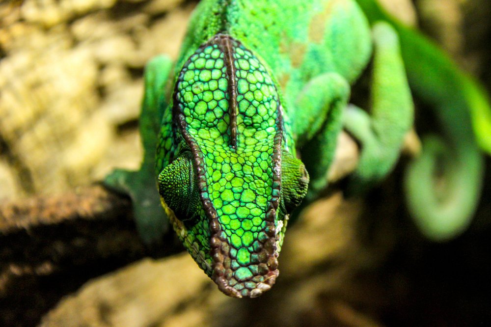 Photograph by Aurelie Crisetig