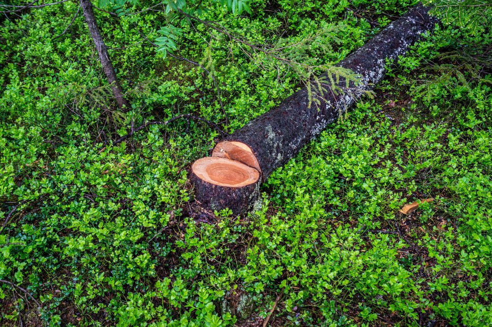 Photograph by Aurelie Crisetig