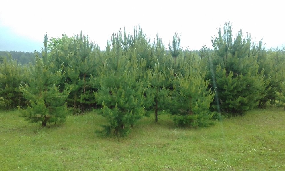 Photo #3739976