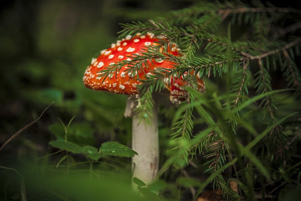 Опасная скромность