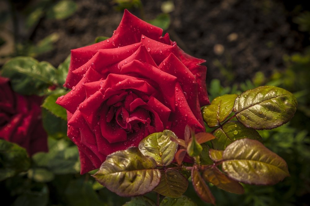 Photograph by Станислав Напалкин