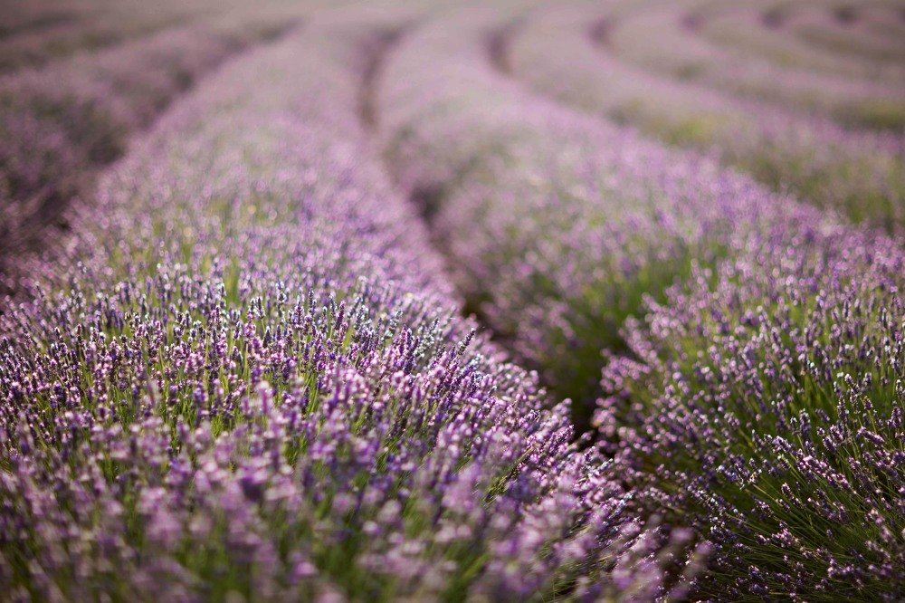 Photograph by Светлана Юдина