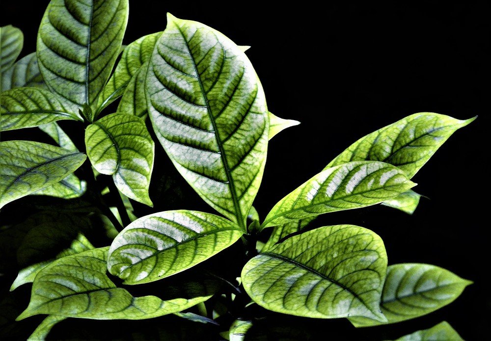 Photograph by Rajeev Sinha