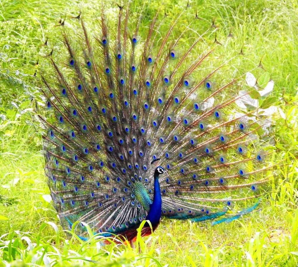 Photograph by Rajeev Sinha