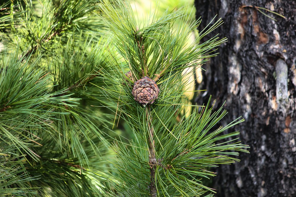 молодой Кедр, первые  шишки