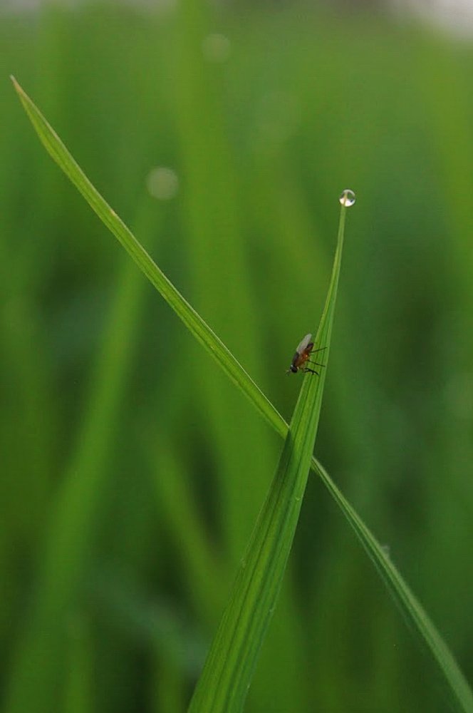 Photograph by DEBANJAN JANA