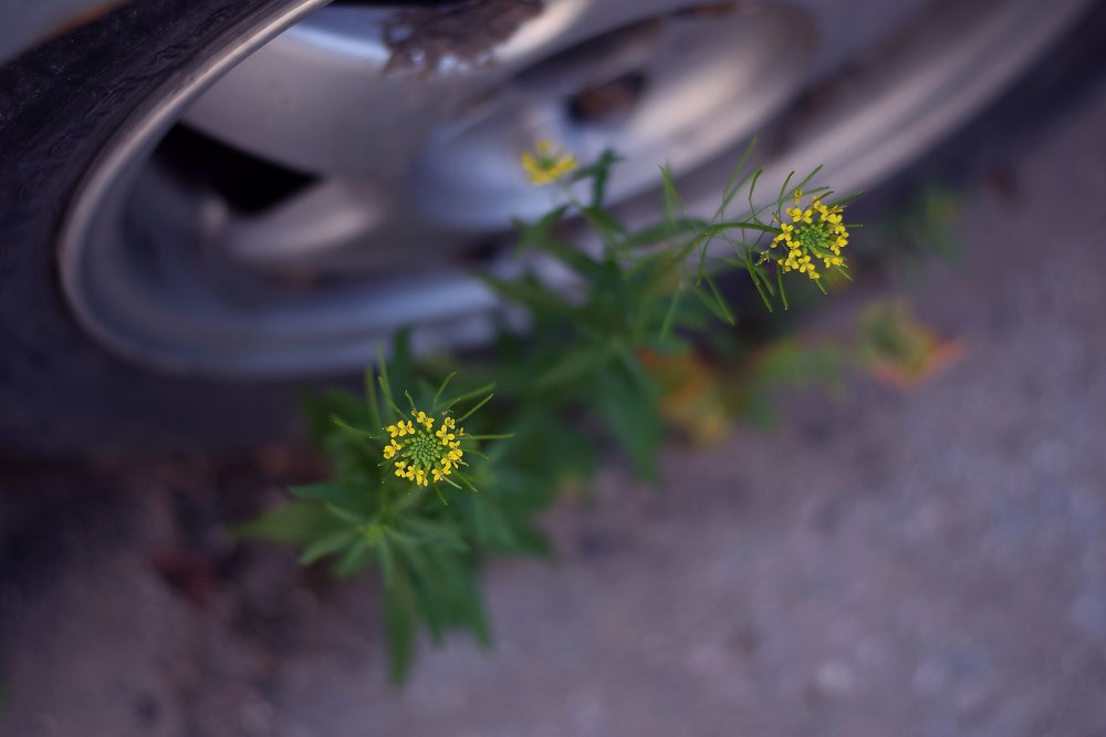 Photograph by Юлия Старкова