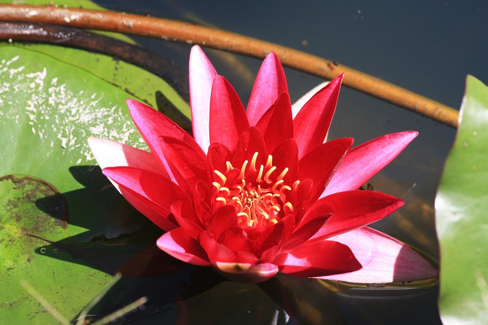 Photograph by Людмила Травина