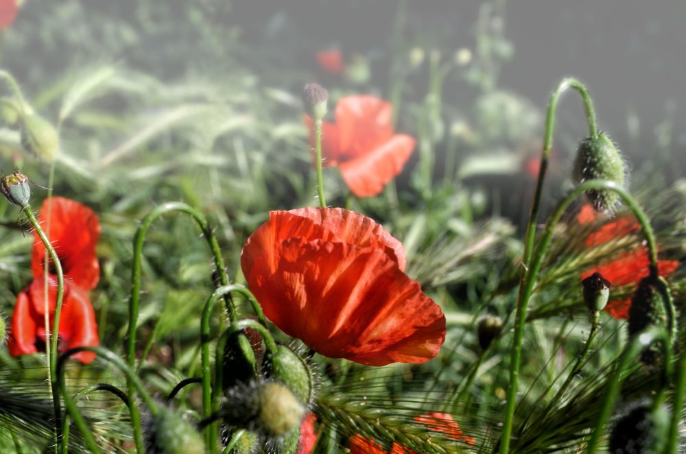 Photograph by Анна Еремеенкова