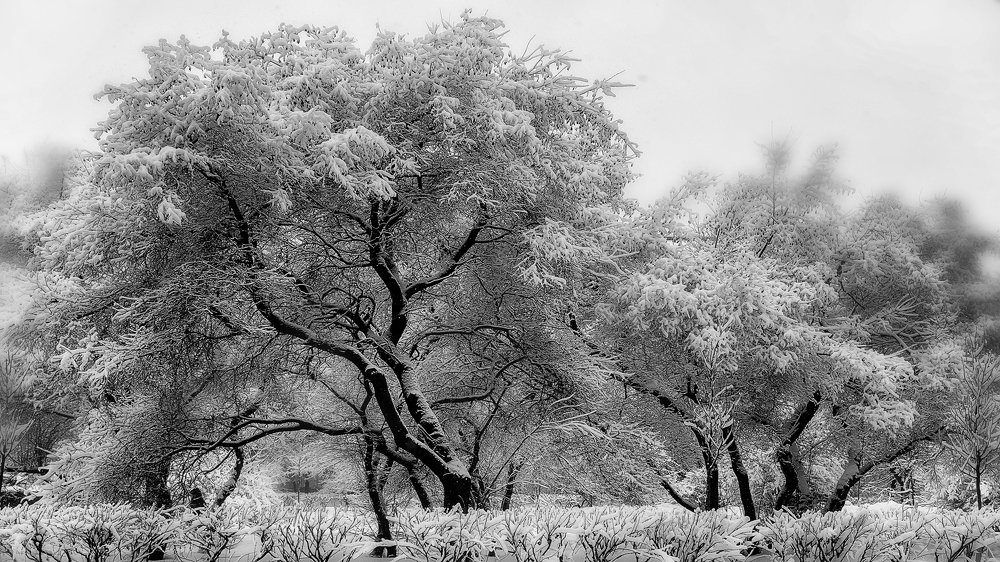 Под снежным покрывалом