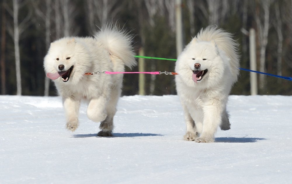 Photograph by Сергей Шварцман